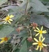 美人蕉 安溪100種常見中草藥大全