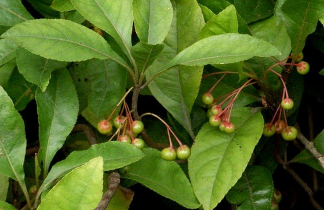 矮地茶的原植物形態(tài)