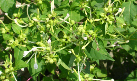 茉莉根麻醉有多厲害？中藥茉莉根麻醉的優(yōu)點