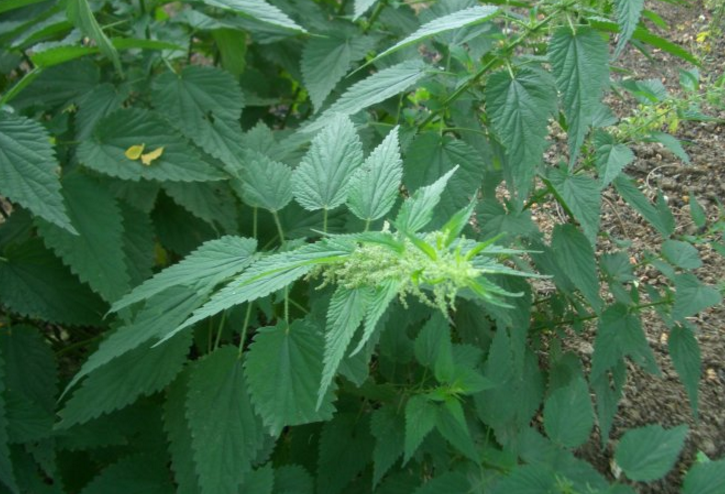 中藥餓螞蝗的形態(tài)特征