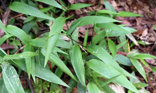 茵陳碎骨子粥