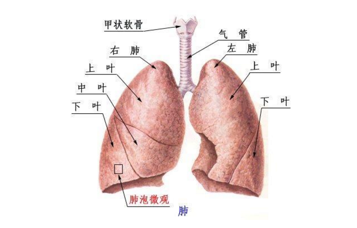 巴斯德菌肺炎的發病原因
