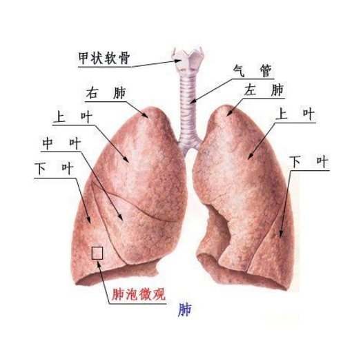 巴斯德菌肺炎的發(fā)病原因及其治療方法！