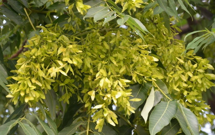 樗白皮的原植物形態(tài)