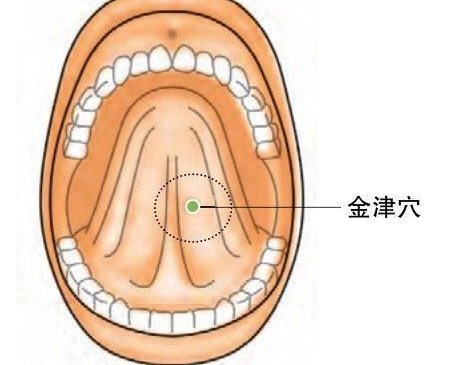 金津穴示意圖