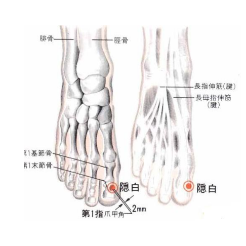 隱白穴的準確位置及艾灸隱白穴的功效與作用有哪些？