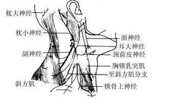 副神經(jīng)損傷治療方法
