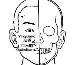 口禾髎穴示意圖