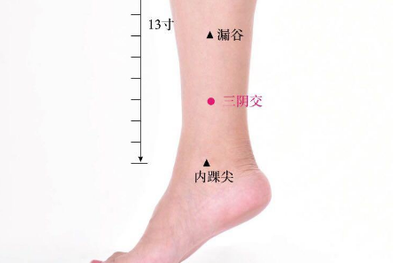 三陰交穴的功效與作用