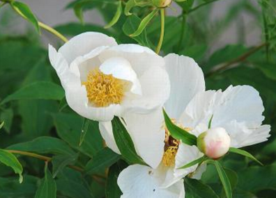 中藥白芍