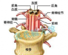 脊髓刃器傷的治療方法及其預(yù)防預(yù)后！