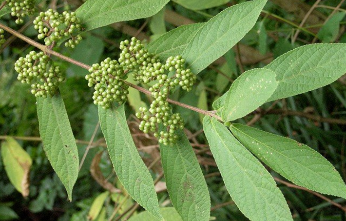 對節(jié)樹根的功效與作用