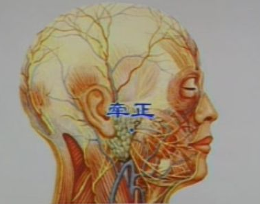 牽正穴主治病癥