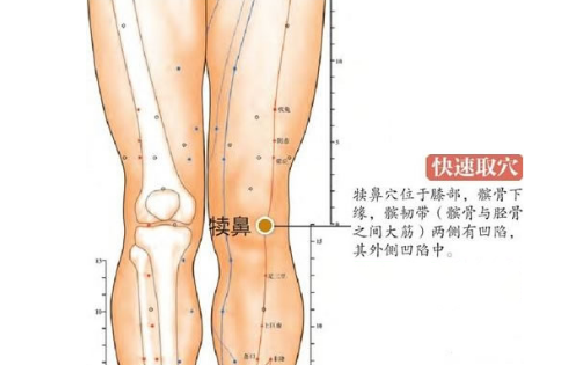 犢鼻穴的取穴方法