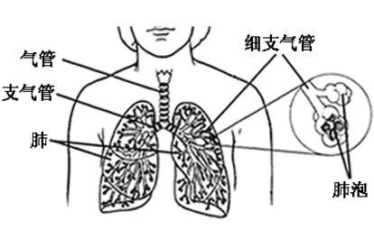 膽固醇肺炎怎么治療