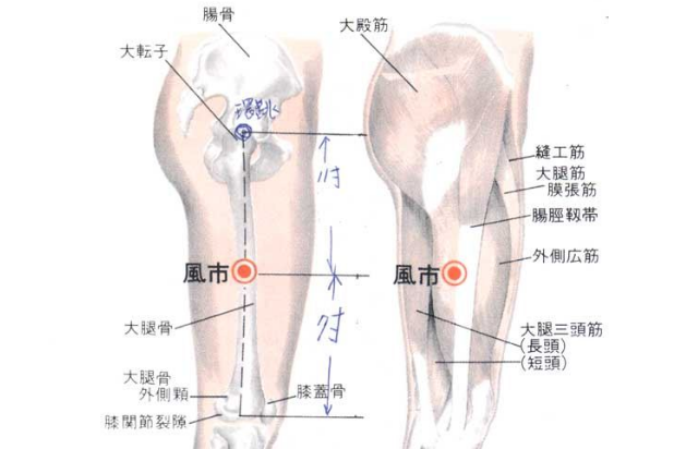 風市穴的功效與作用