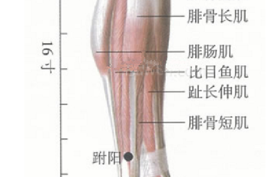 跗陽穴主治疾病