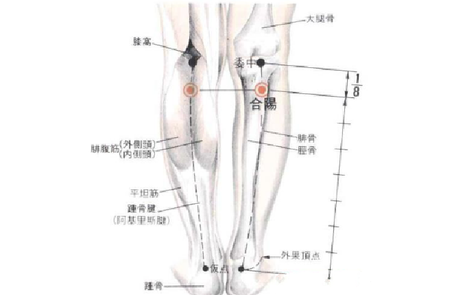 合陽穴的圖片