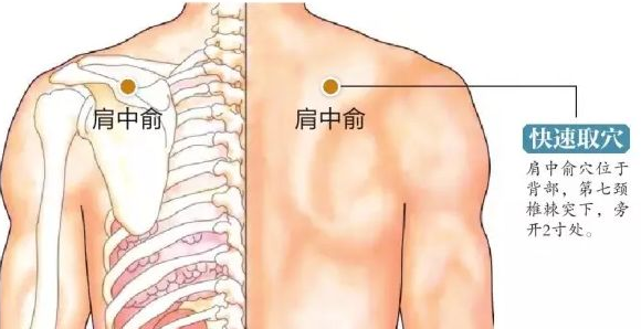 肩中俞穴的圖片