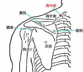 肩中俞穴準確位置