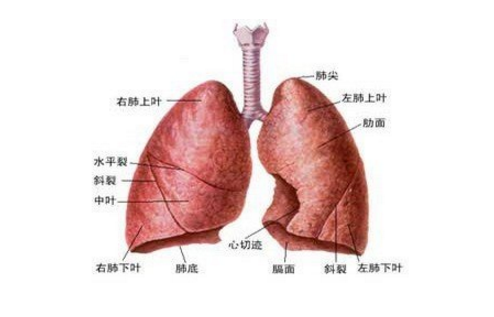 肺血管炎的預防