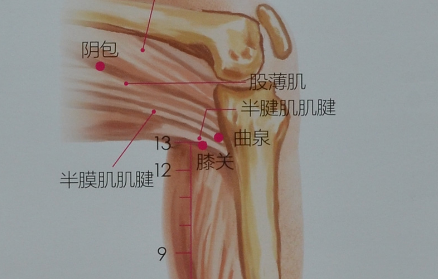 曲泉穴位置