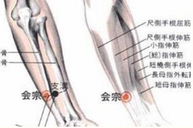 會宗穴準確位置