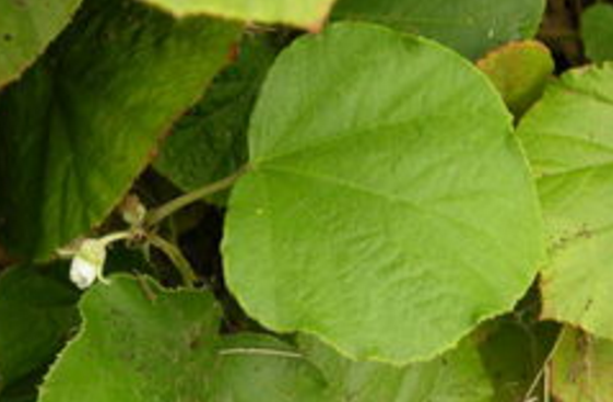 地五泡藤的植物形態(tài)