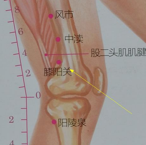 膝陽關穴疼痛怎么回事？它的準確位置及按摩的作用與好處有哪些？