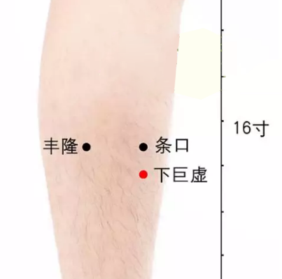 下巨虛穴的準確位置在哪？按摩下巨虛穴的養生作用有哪些？