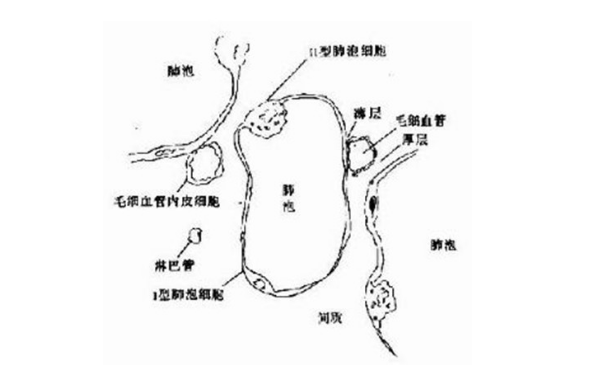 非特異性間質肺炎的癥狀表現