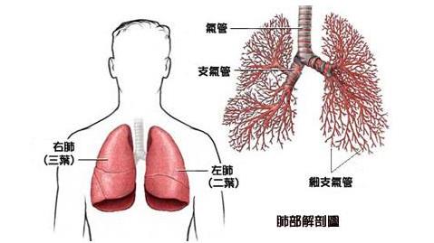 肺癌患者食療！