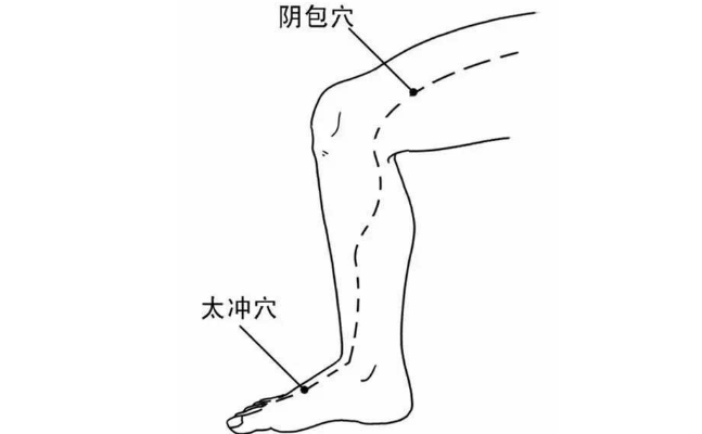 陰包穴的取穴方法