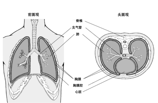 肺、胸膜阿米巴病的發(fā)病原因