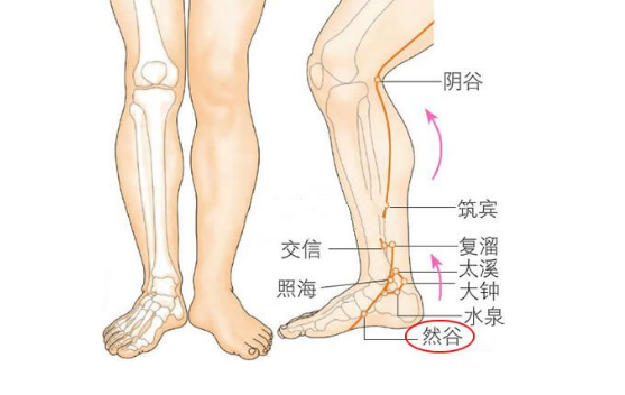 陰谷穴的功效與作用
