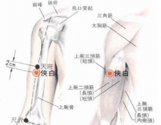 中醫(yī)按摩天府穴的好處及其天府穴的準(zhǔn)確位置圖！