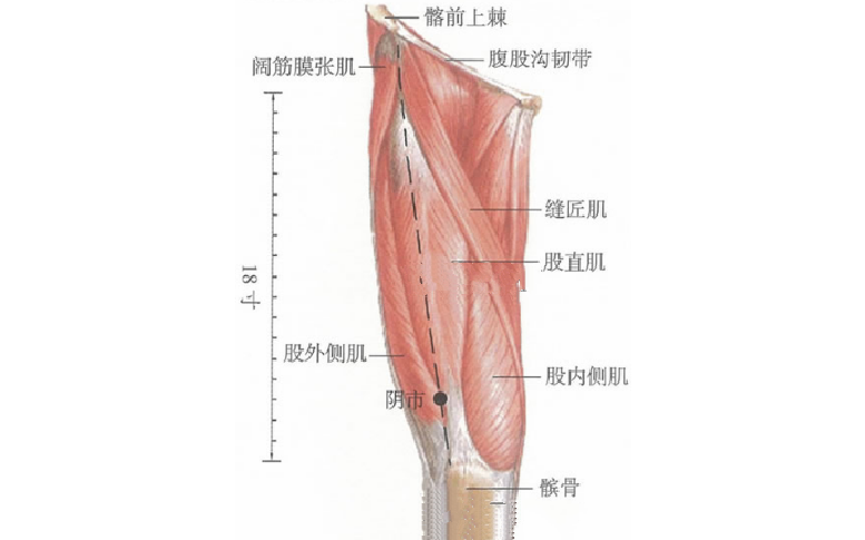 陰市穴的取穴方法