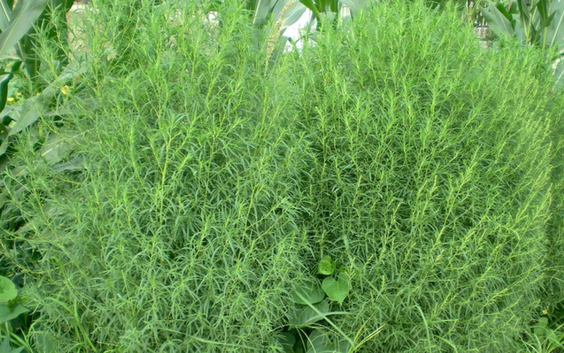 地膚苗的附方應用