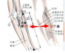 中醫(yī)按摩下廉穴有哪些好處？下廉穴準(zhǔn)確位置圖