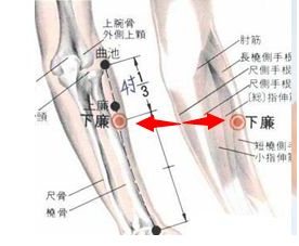 下廉穴圖片