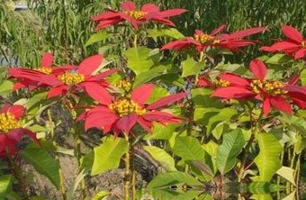葉象花