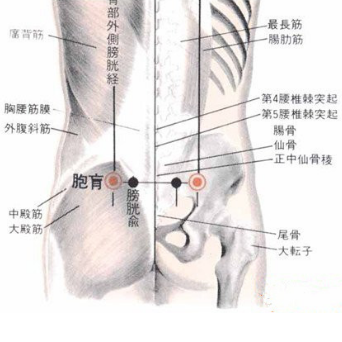 按摩胞肓穴可治療腰膝疼痛，但是你知道它的準確位置在哪嗎？