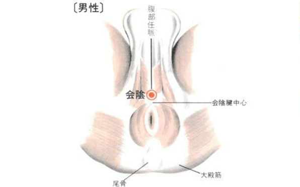 會陰穴的功效與作用