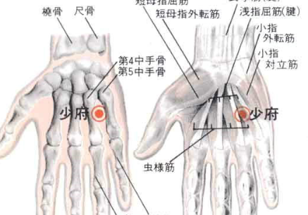少府穴圖片