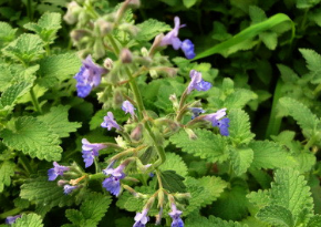 荊芥