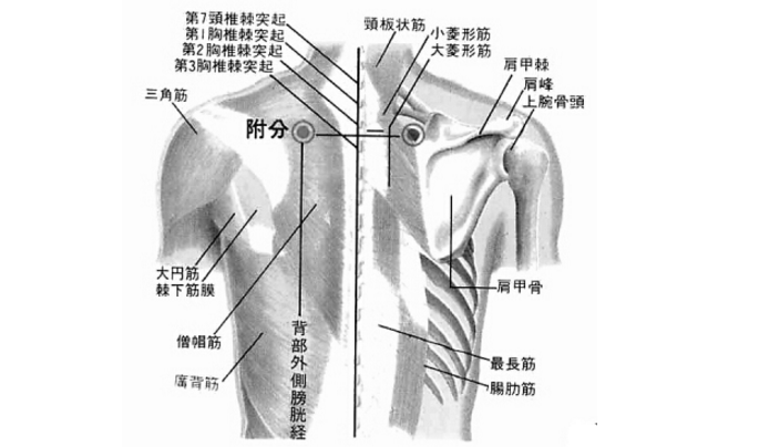 附分穴的圖片