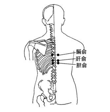 膽俞穴的準(zhǔn)確位置在哪？按摩膽俞穴的功效與作用有哪些？