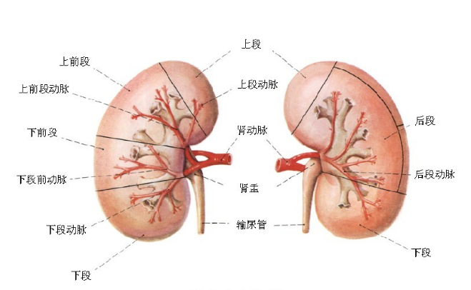 肺出血-腎炎綜合征的發(fā)病原因