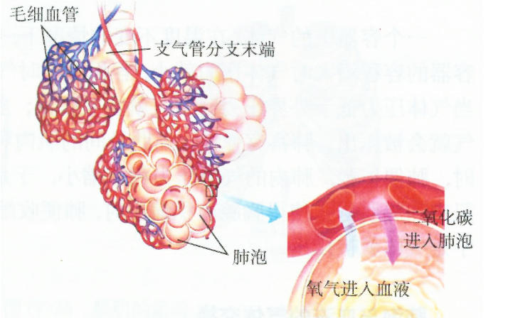 肺出血-腎炎綜合征的發(fā)病機(jī)制