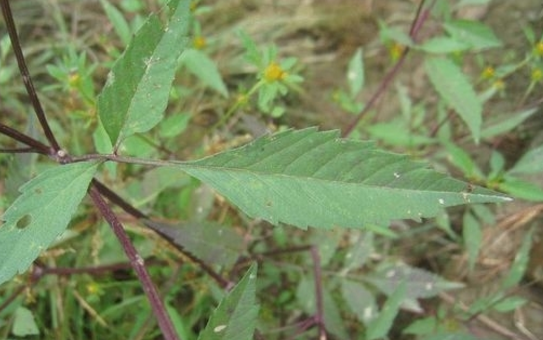 狼把草的用途